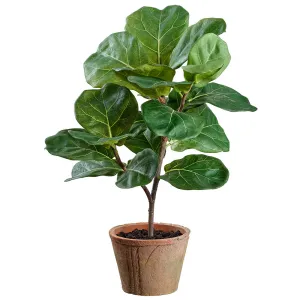 1'5" Fiddle Leaf Fig Silk Tree w/Clay Pot -Green (pack of 6)