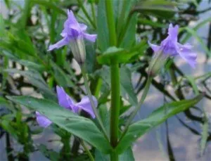 Blue Monkey Flower