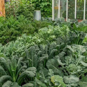 Brassica Plants 'Autumn & Winter Cropping' Collection