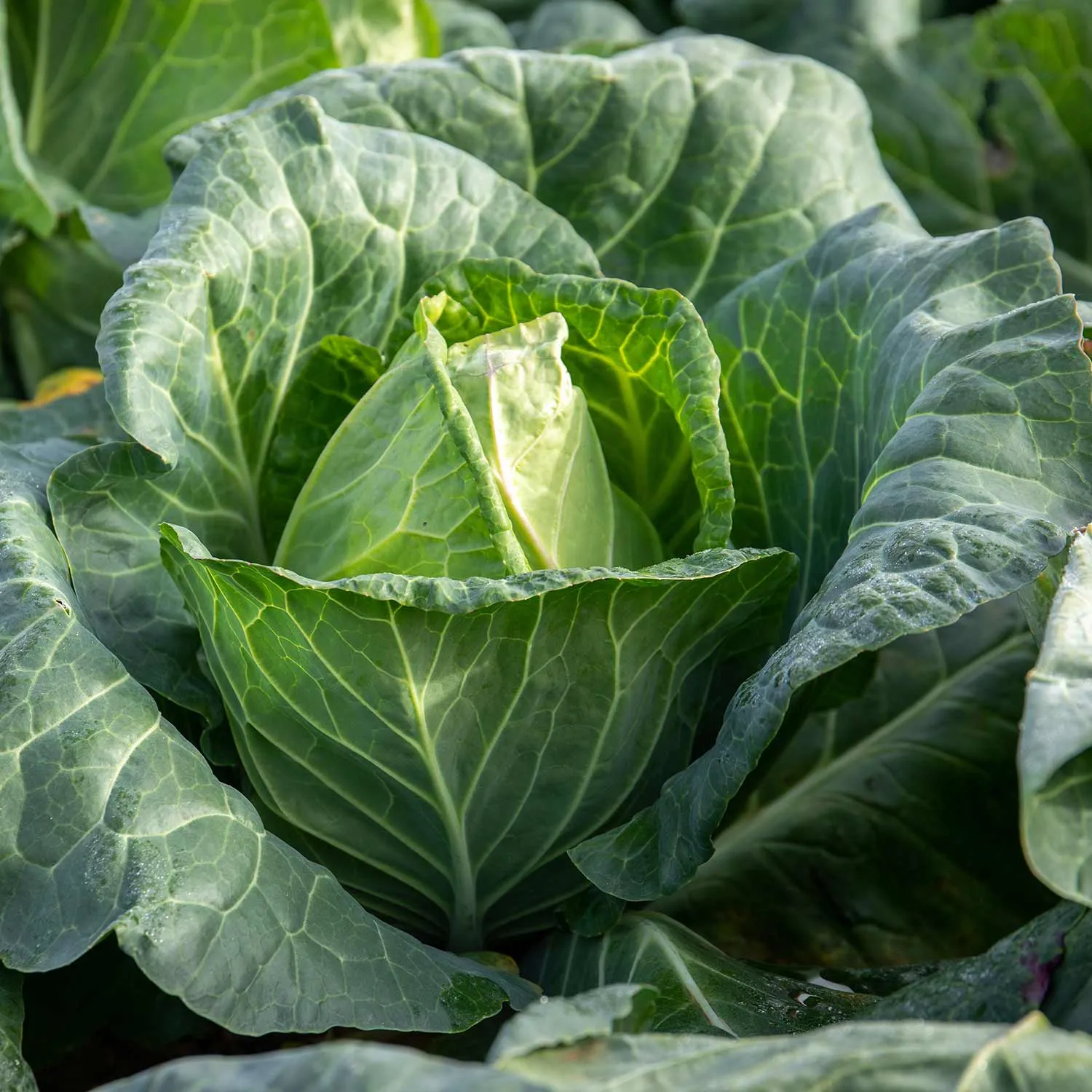 Brassica Plants 'Autumn & Winter Cropping' Collection