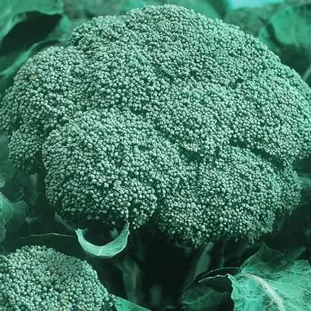 Brassica Plants 'Autumn & Winter Cropping' Collection