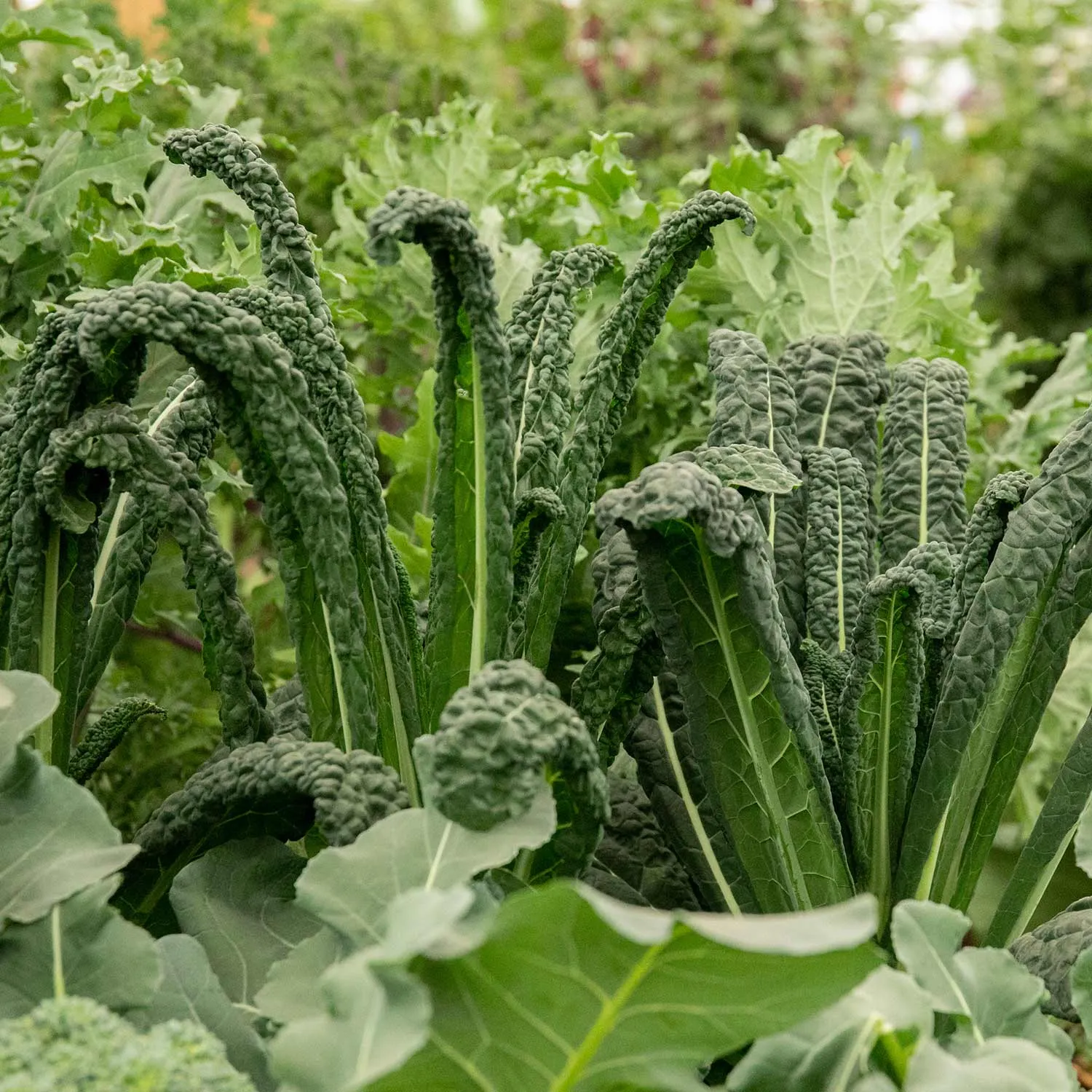 Brassica Plants 'Autumn & Winter Cropping' Collection