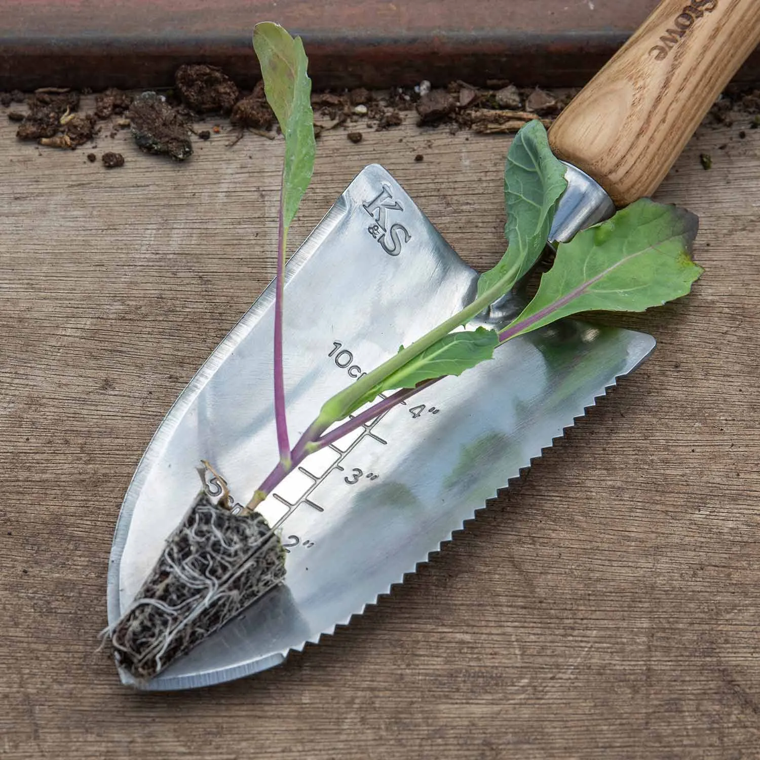 Brassica Plants 'Autumn & Winter Cropping' Collection