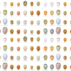 Eggs Gift Wrap