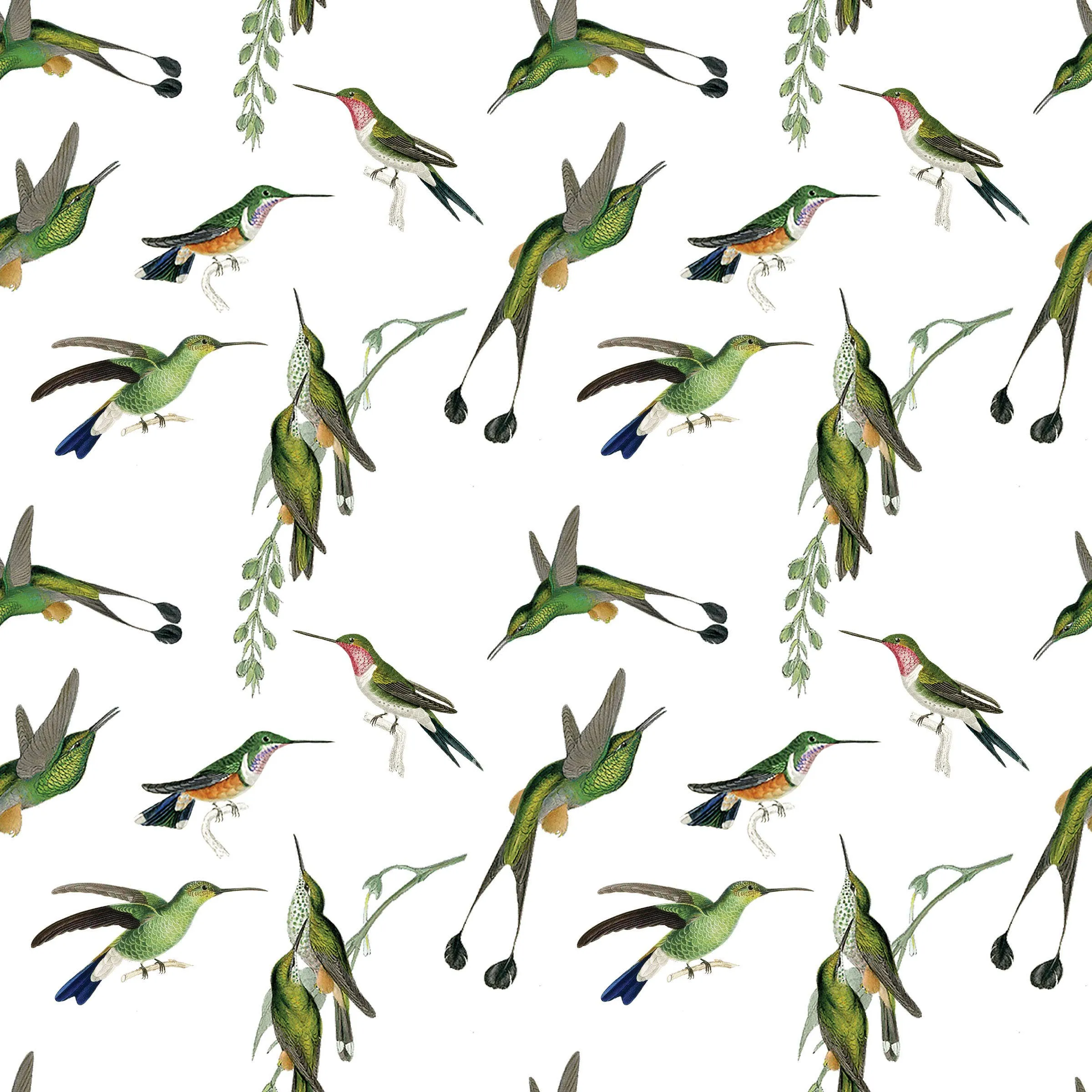 Hummingbird Gift Wrap